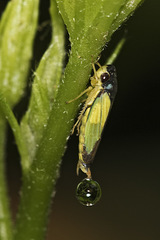 Bucephalogonia xanthophis