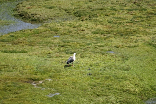 Andean Goose (Chloephaga melanoptera)