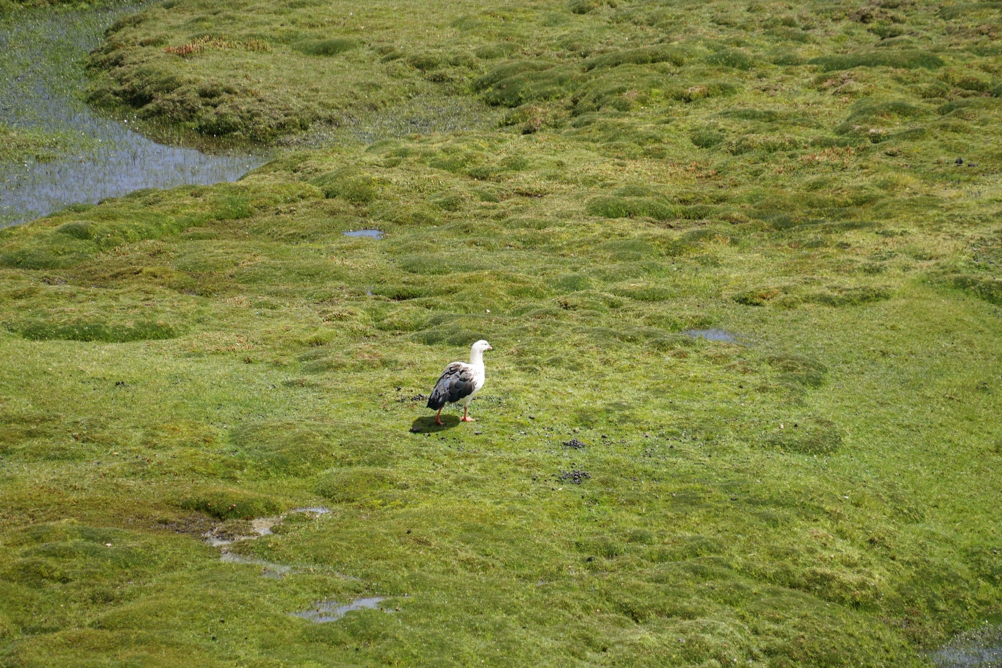 Andean Goose (Chloephaga melanoptera), photo 1