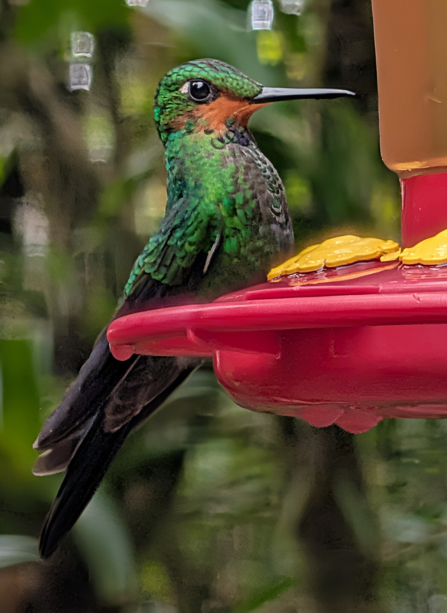 Green-crowned Brilliant (Heliodoxa jacula), photo 3