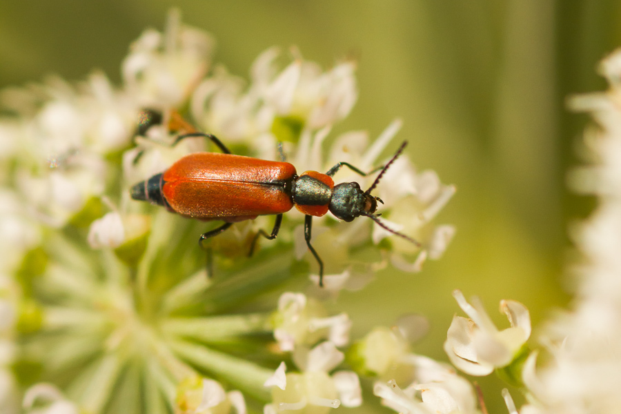 Anthocomus