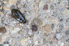 Hydrochara caraboides