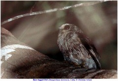 Margarobyas lawrencii