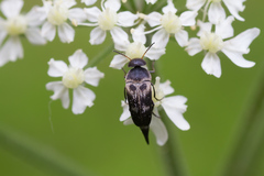 Variimorda villosa