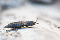 Lacon punctatus