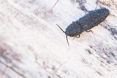 Lacon punctatus