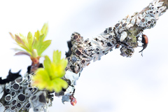 Tatianaerhynchites aequatus