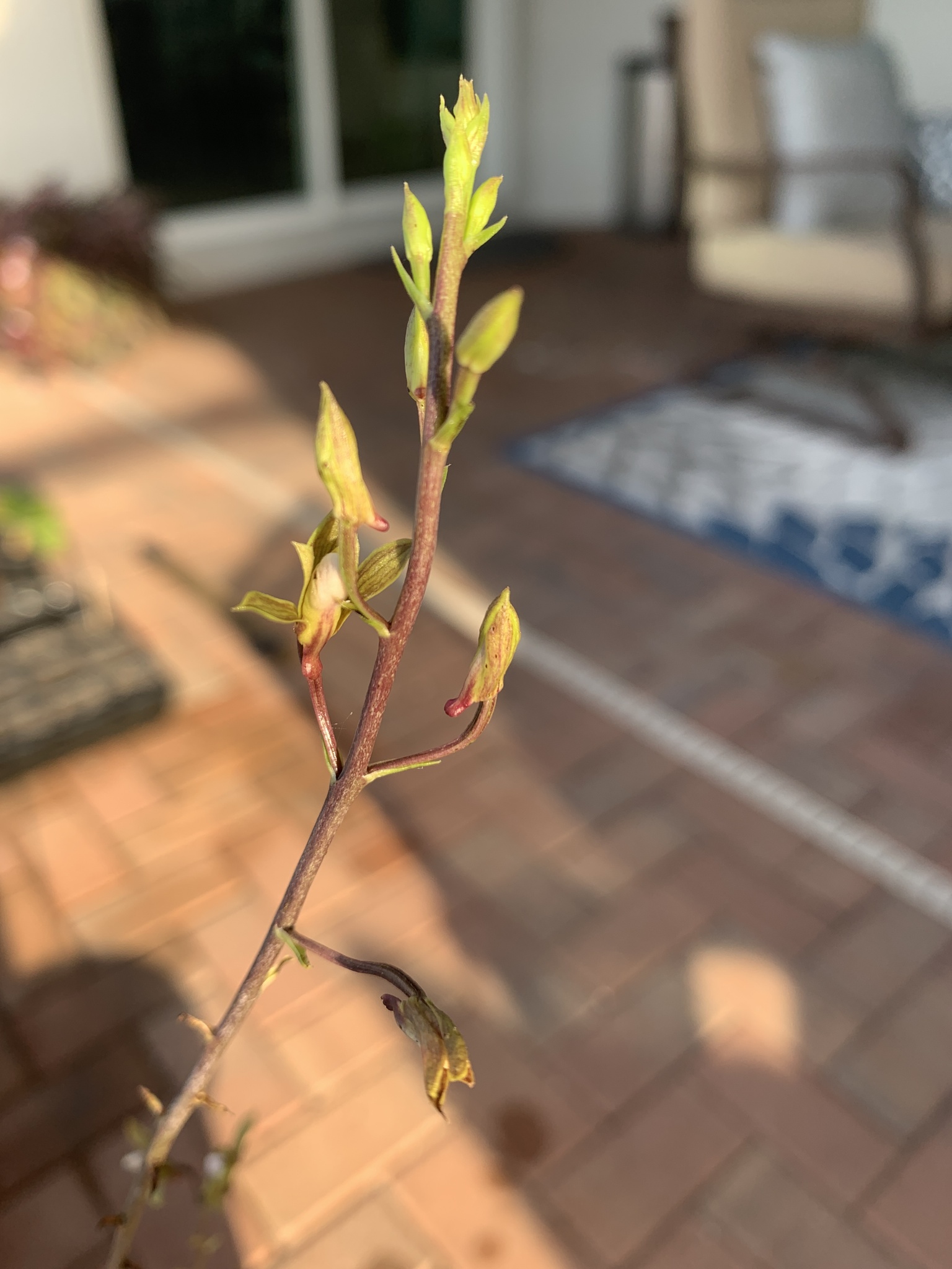 Imagem de Eulophia graminea