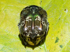 Protaetia acuminata