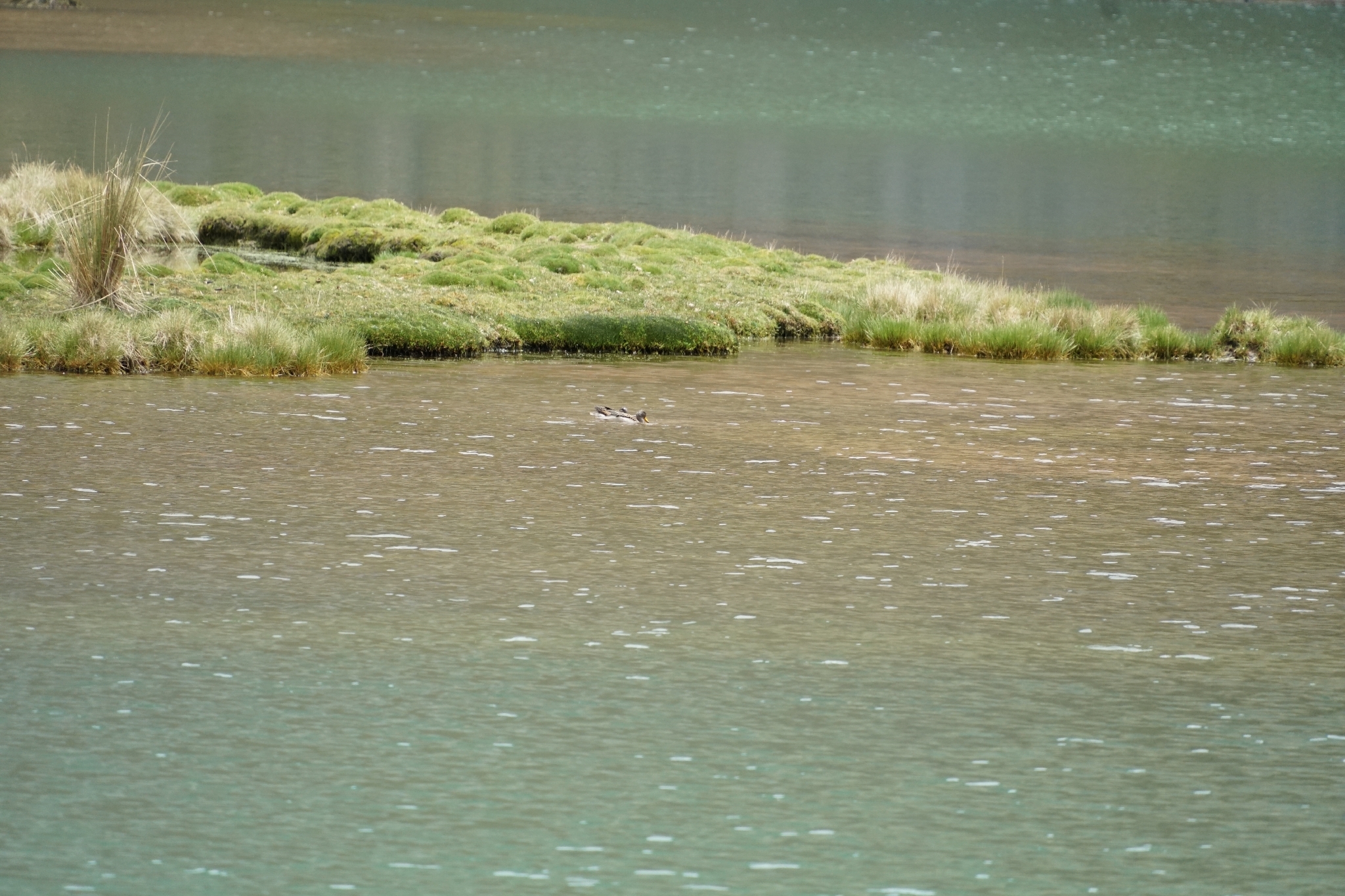 Yellow-billed Teal (Anas flavirostris), photo 8