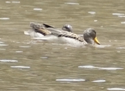 Yellow-billed Teal (Anas flavirostris), photo 10