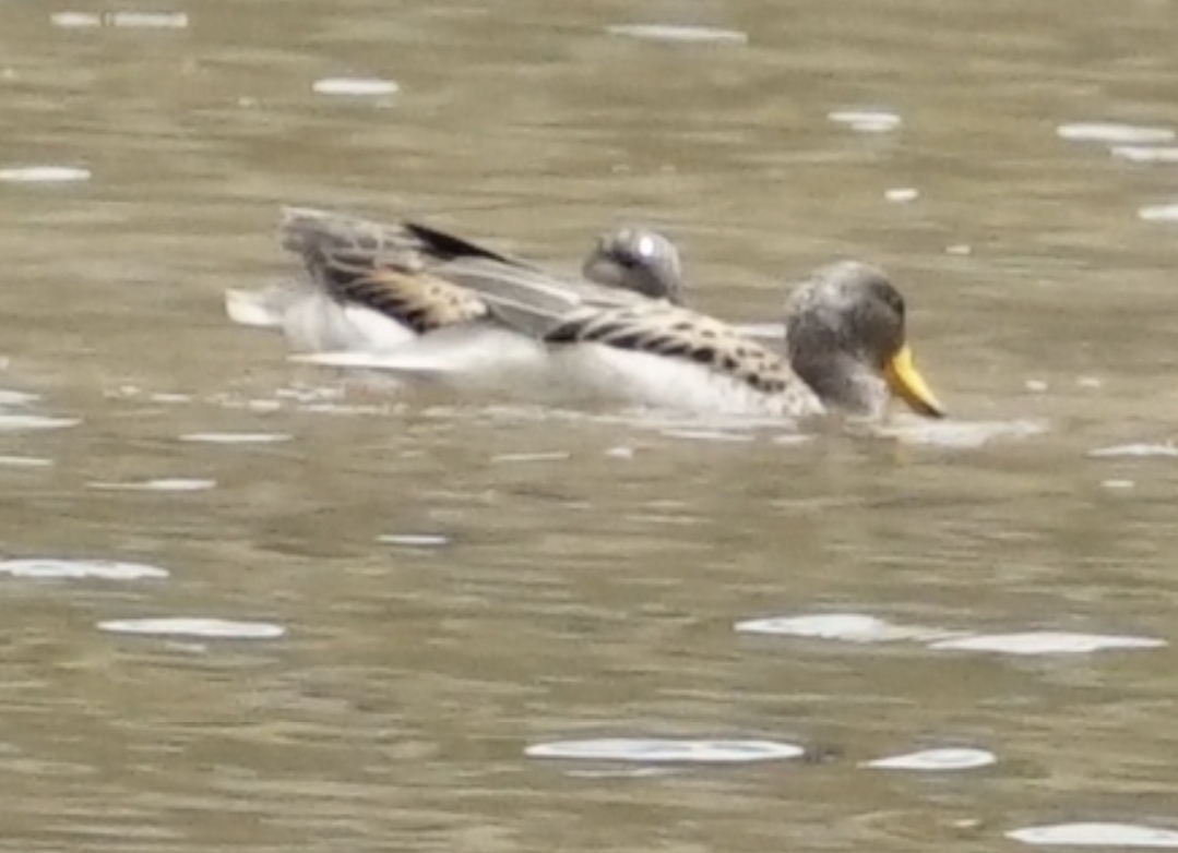 Yellow-billed Teal (Anas flavirostris), photo 9