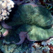 Merten's Sea Anemone - Photo (c) dr.scott.mills, some rights reserved (CC BY-SA), uploaded by dr.scott.mills