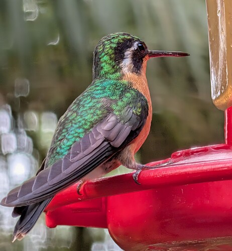 Purple-throated Mountaingem (Lampornis calolaemus)