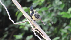 Machlolophus aplonotus