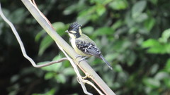 Machlolophus aplonotus