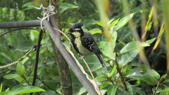 Machlolophus aplonotus