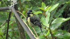 Machlolophus aplonotus