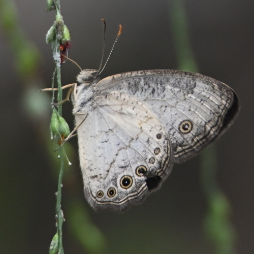 Light Bush Brown