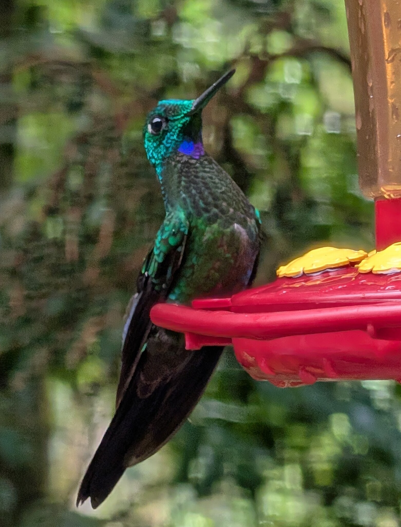 Green-crowned Brilliant (Heliodoxa jacula), photo 2