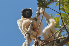 Propithecus coronatus