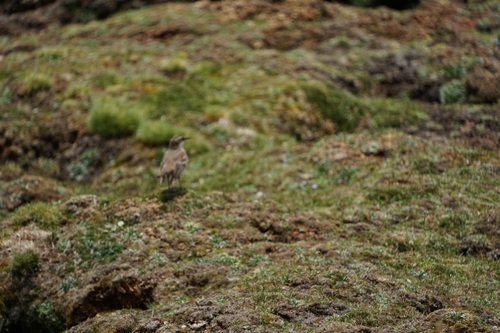 Buff-winged Cinclodes (Cinclodes fuscus)