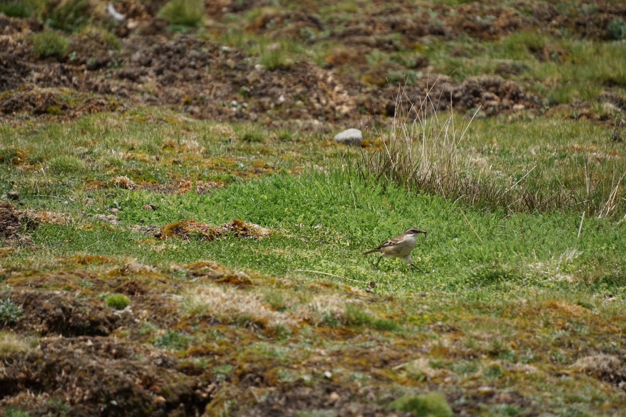 Buff-winged Cinclodes (Cinclodes fuscus), photo 2