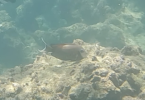 Acanthurus tristis
