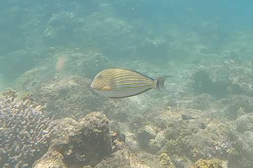 Acanthurus lineatus