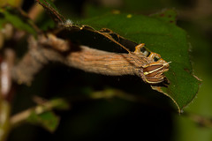 Thyas coronata
