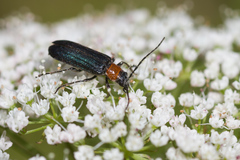 Anogcodes fulvicollis