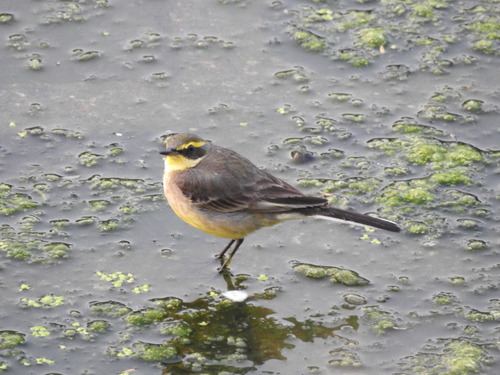 Eastern Yellow Wagtail