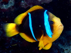 Amphiprion chrysopterus