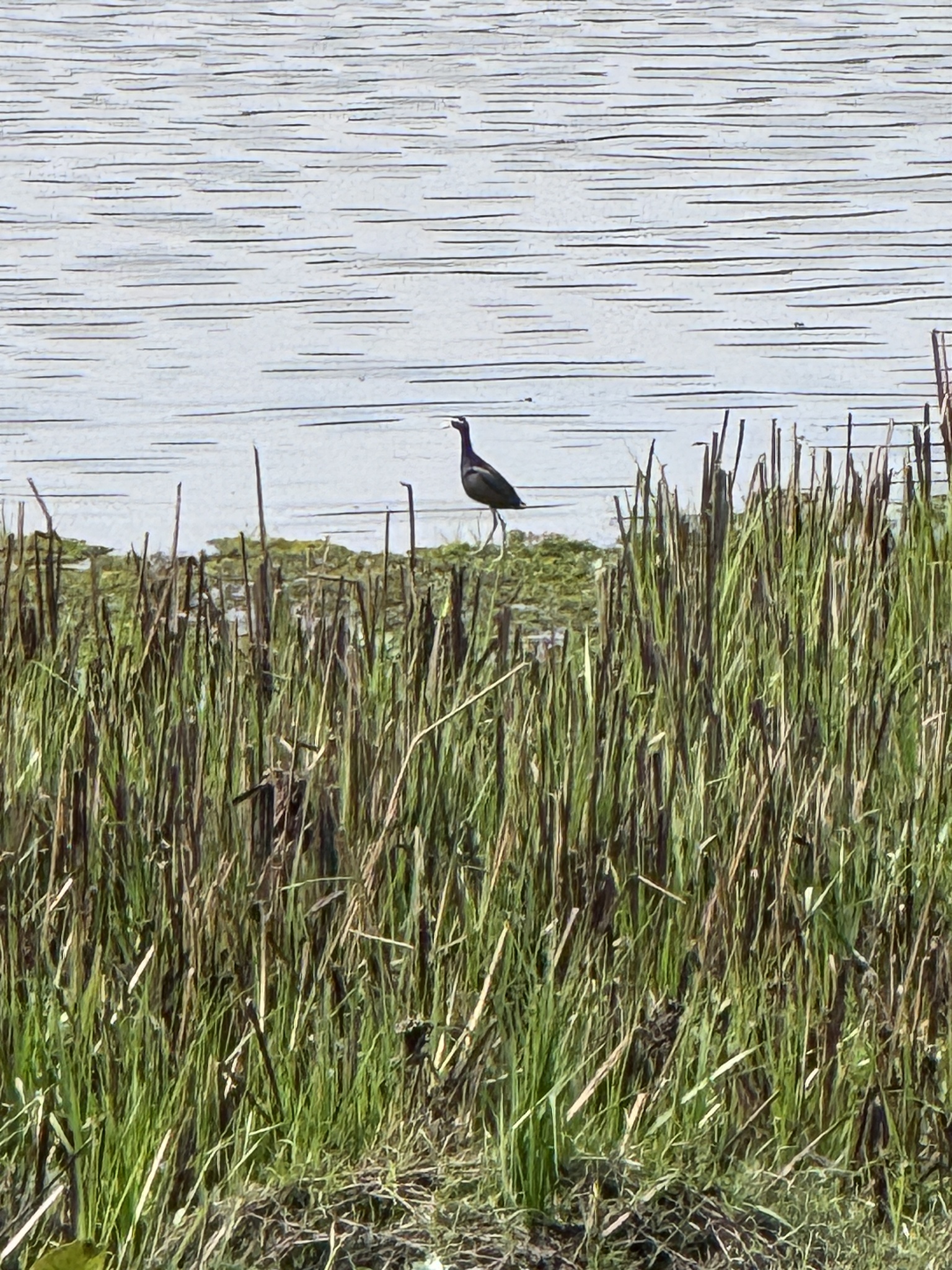 Bronze-winged Jacana (Metopidius indicus), photo 3