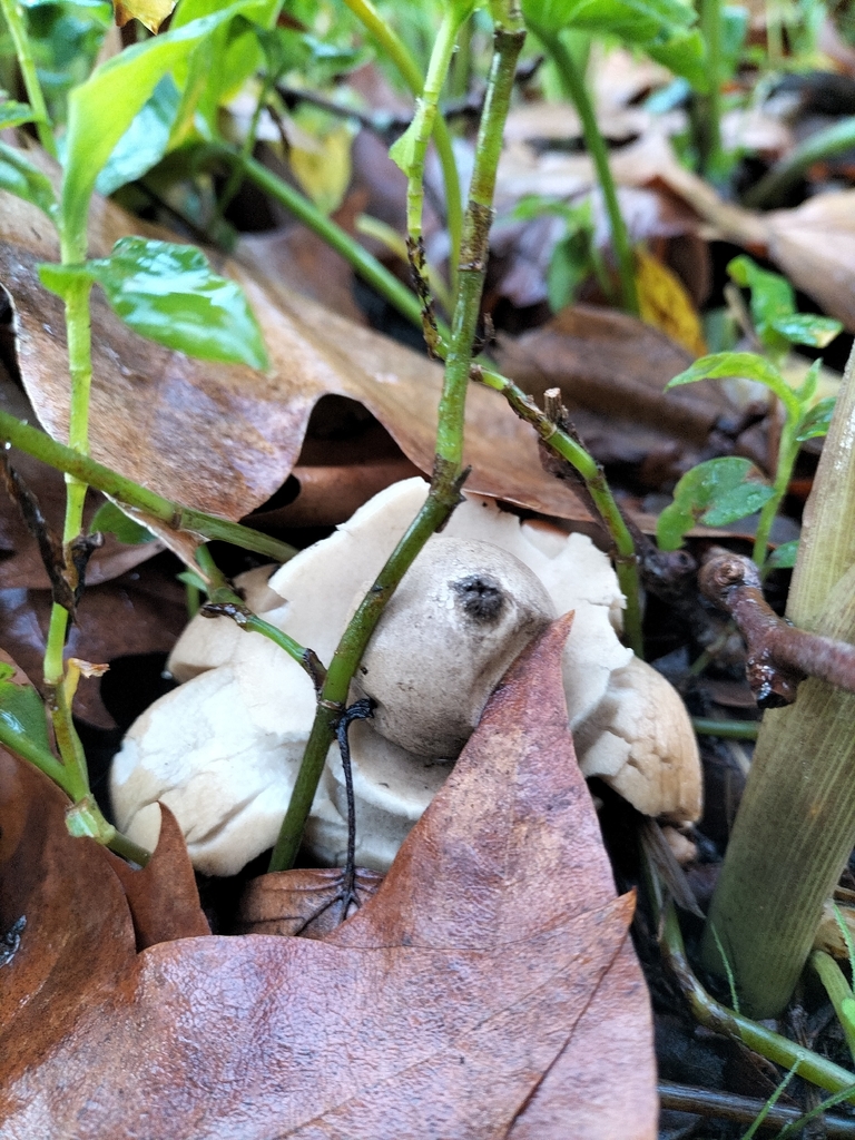 Geastrum michelianum · January 2026 · photo: © tatiana354 (iNaturalist, cc-by)