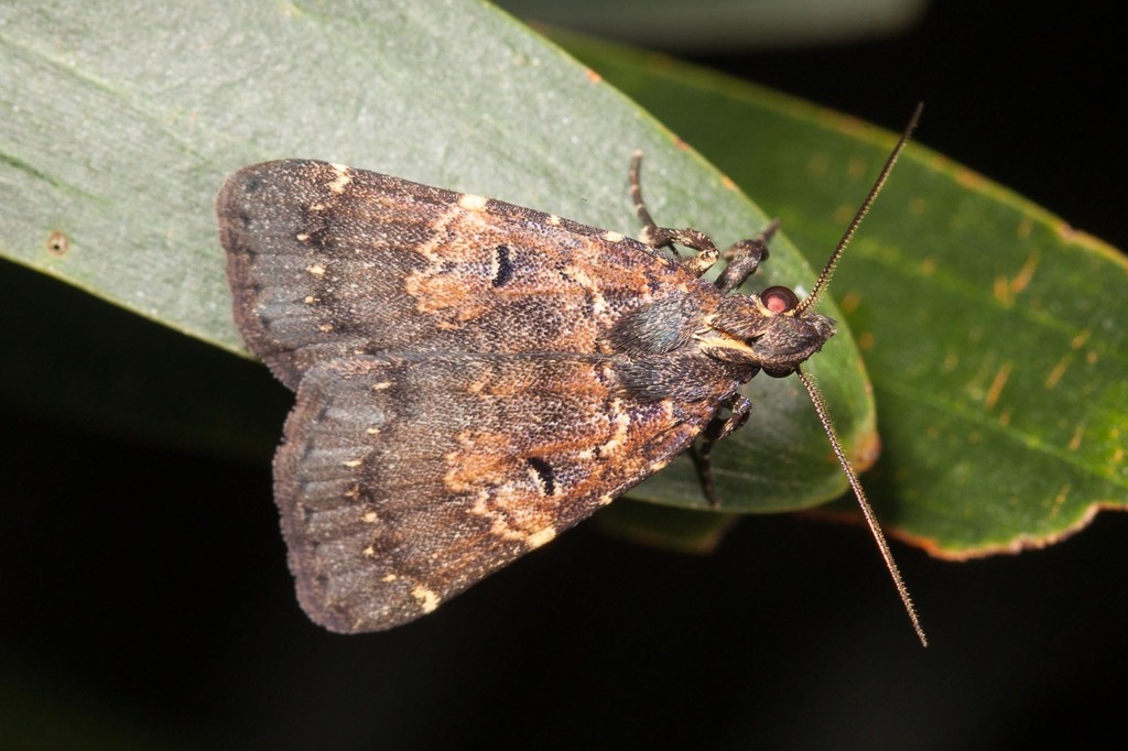 Hydrillodes norfolki