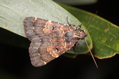 Hydrillodes norfolki