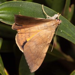 Oxyodes scrobiculata