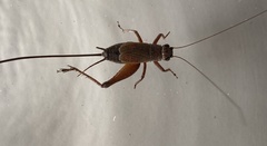 Eurepa marginipennis
