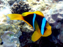Amphiprion chrysopterus