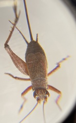 Eurepa marginipennis