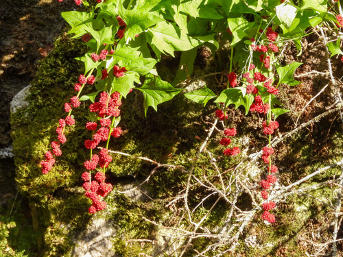 Beetberry (Blitum capitatum)