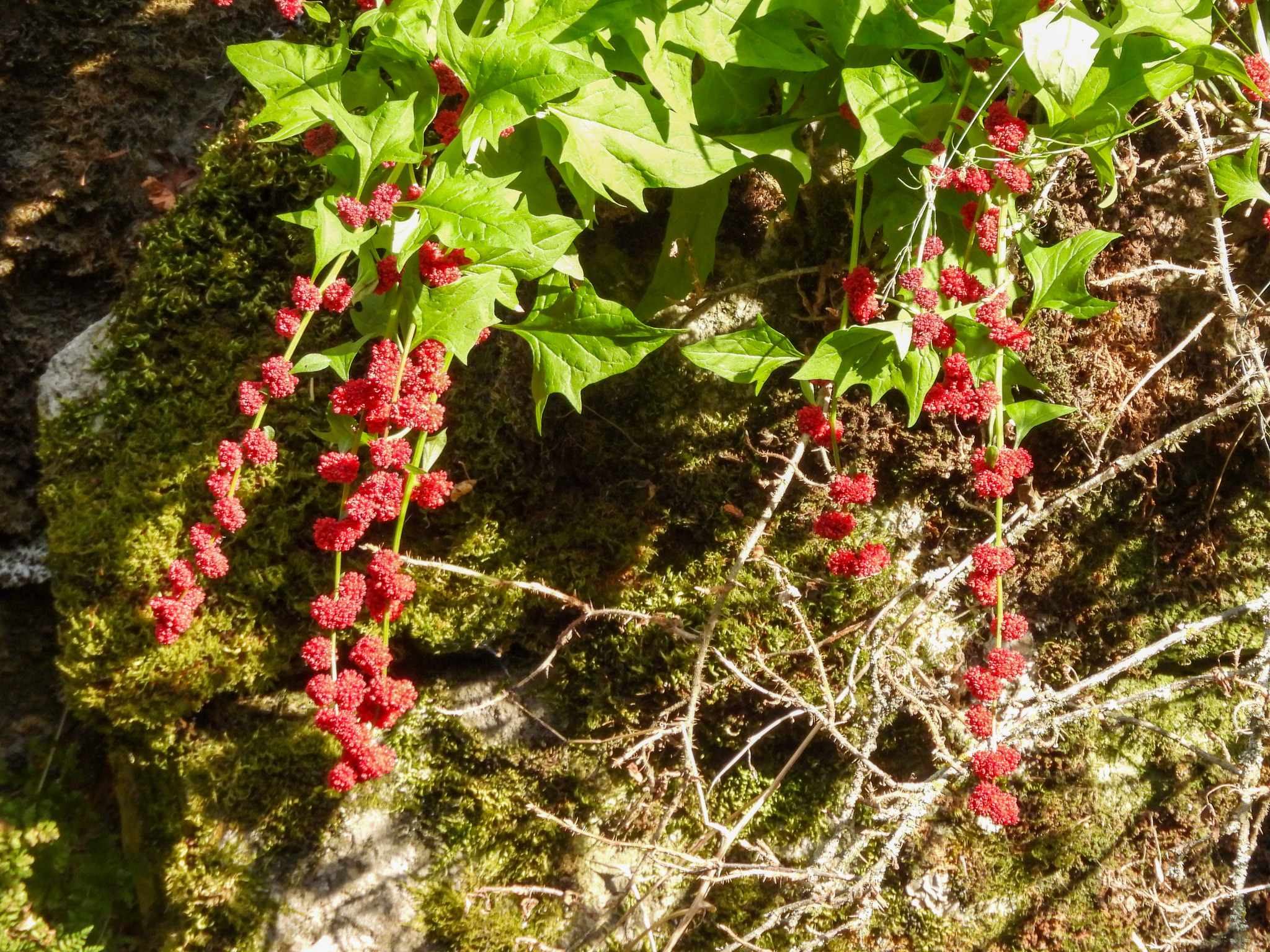 Beetberry (Blitum capitatum)
