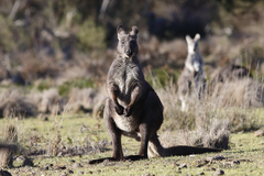 Osphranter robustus robustus