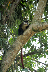 Cercopithecus ascanius schmidti