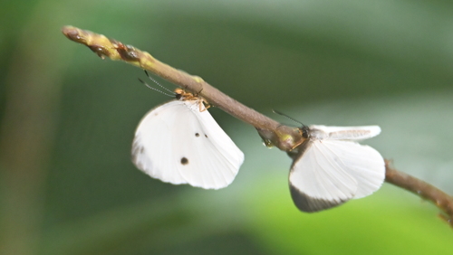 Larinopoda eurema