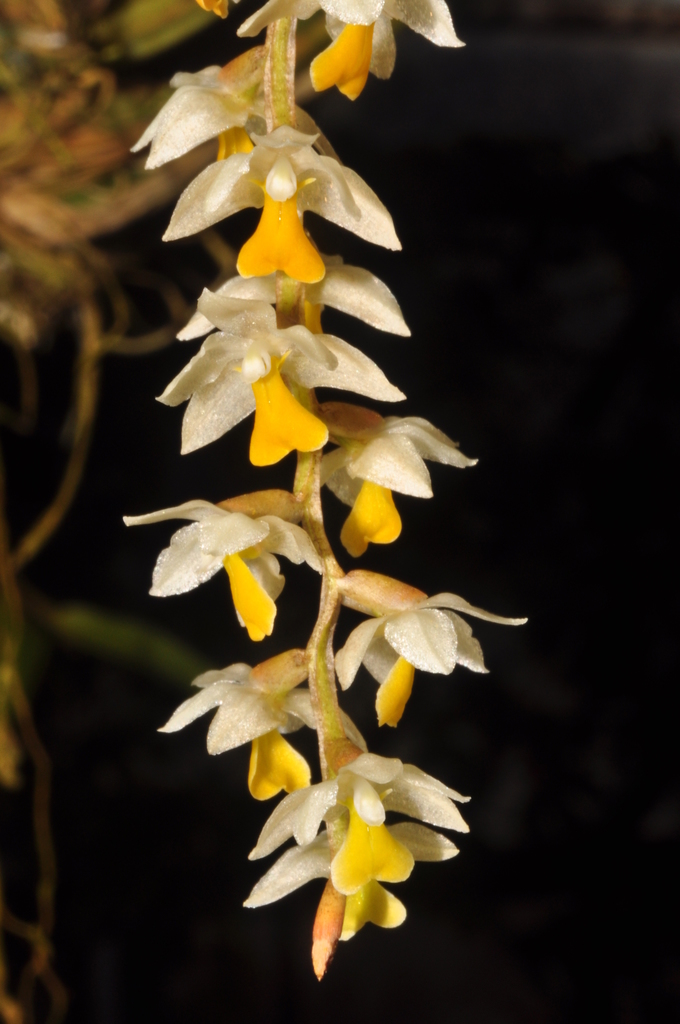 Dendrochilum cobbianum