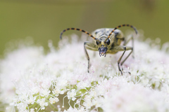 Lepturobosca virens
