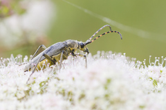 Lepturobosca virens
