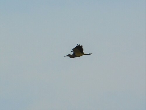 Whistling Heron (Syrigma sibilatrix), photo 4